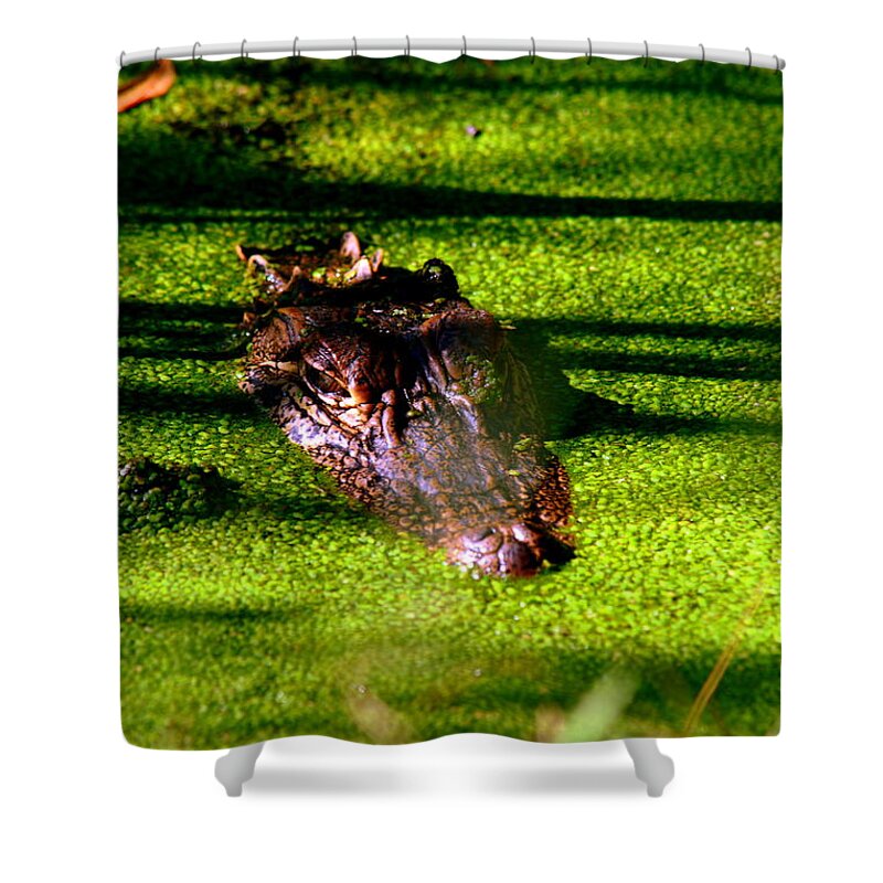 I'm Hiding Shower Curtain featuring the photograph I'm Hiding by Lisa Wooten