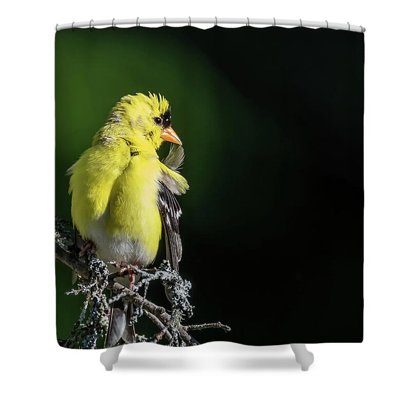 American Gold Finch Shower Curtain featuring the photograph I'm Telling You, Preening Is For The Birds by Ron Dubreuil