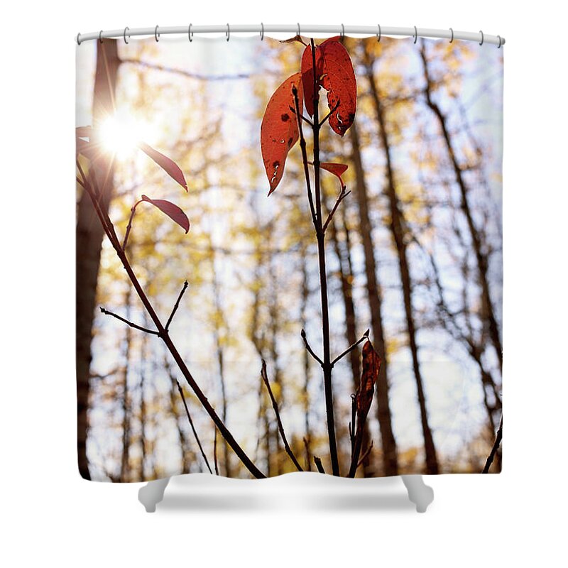 Fall Shower Curtain featuring the pyrography Im thinking of U by J C