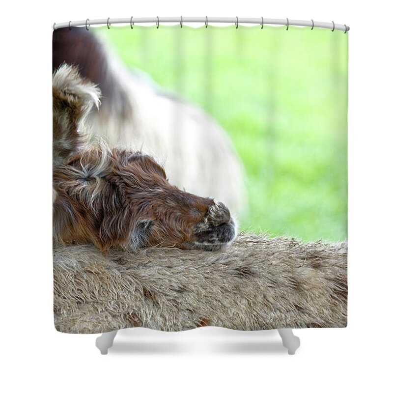 Lama Shower Curtain featuring the photograph I'm tired by Peter Ponzio