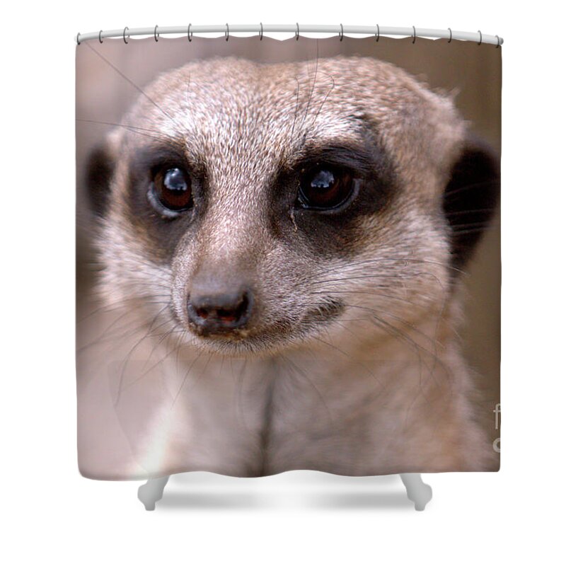 Animal. Meerkat Shower Curtain featuring the photograph Im Watching You by Baggieoldboy
