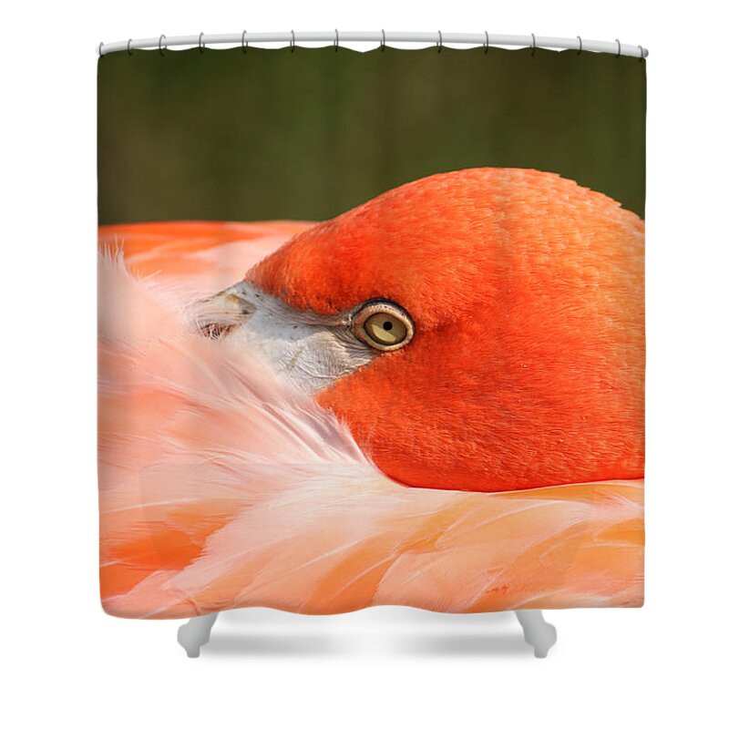 Birds Shower Curtain featuring the photograph I'm watching you too by Thomas Pipia