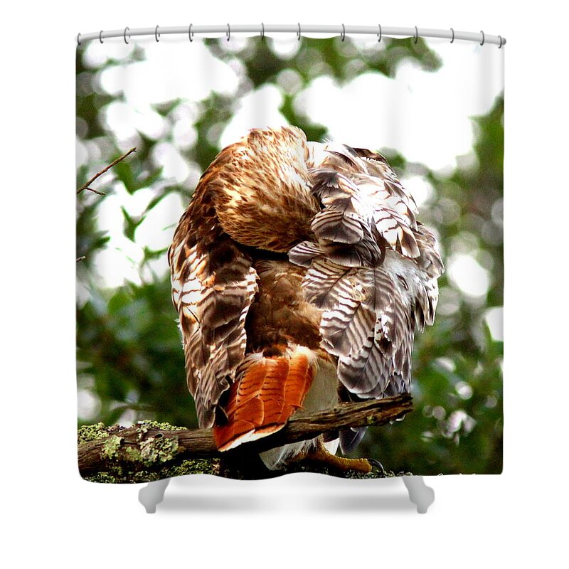 Red-tailed Hawk Shower Curtain featuring the photograph IMG_1049-006 - Red-tailed Hawk by Travis Truelove