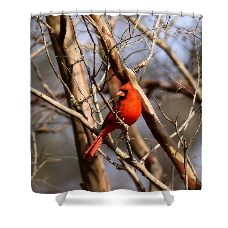 Northern Cardinal Shower Curtain featuring the photograph IMG_1954-015 - Northern Cardinal by Travis Truelove