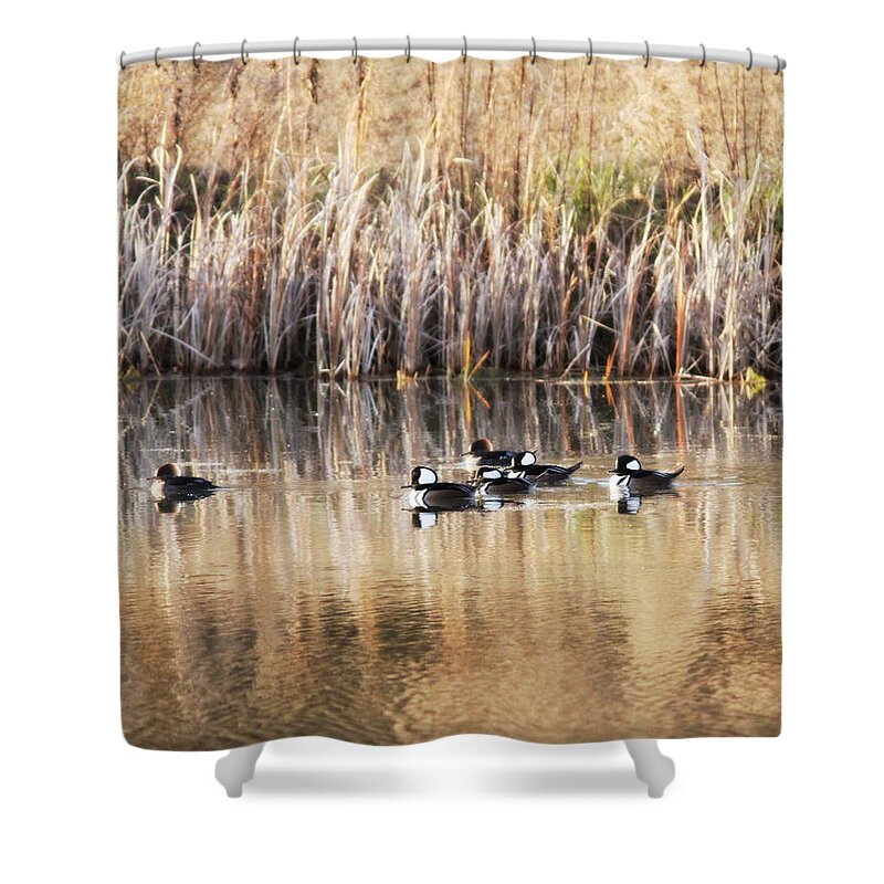 Hooded Mergansers Shower Curtain featuring the photograph IMG_3101-001 - Hooded Mergansers by Travis Truelove