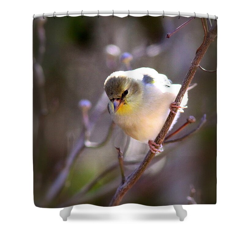 American Goldfinch Shower Curtain featuring the photograph IMG_3888-004 - American Goldfinch by Travis Truelove