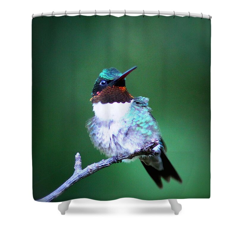  Ruby-throated Hummingbird Shower Curtain featuring the photograph IMG_6507-004 - Ruby-throated Hummingbird by Travis Truelove