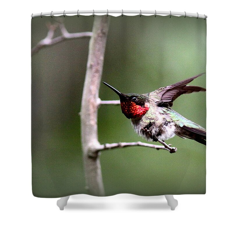 Ruby-throated Hummingbird Shower Curtain featuring the photograph IMG_6521 - Ruby-throated Hummingbird by Travis Truelove