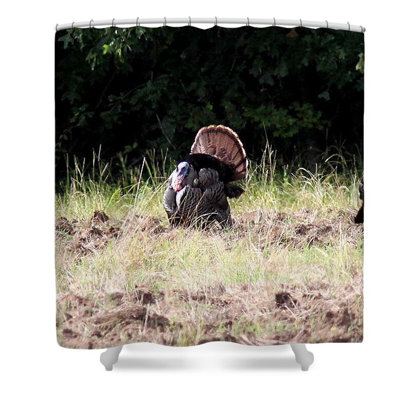 Wild Turkey Shower Curtain featuring the photograph IMG_8204 - Wild Turkey by Travis Truelove