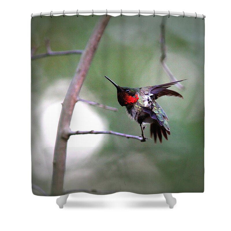 Ruby-throated Hummingbird Shower Curtain featuring the photograph IMG_9687 - Ruby-throated Hummingbird by Travis Truelove