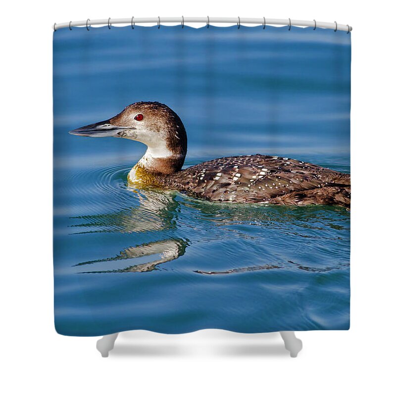 Mark Miller Photos Shower Curtain featuring the photograph Immature Common Loon by Mark Miller