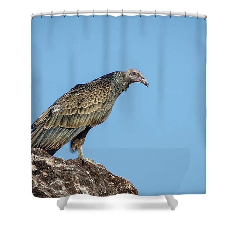 Turkey Shower Curtain featuring the photograph Immature Turkey Vulture 1 by Rick Mosher