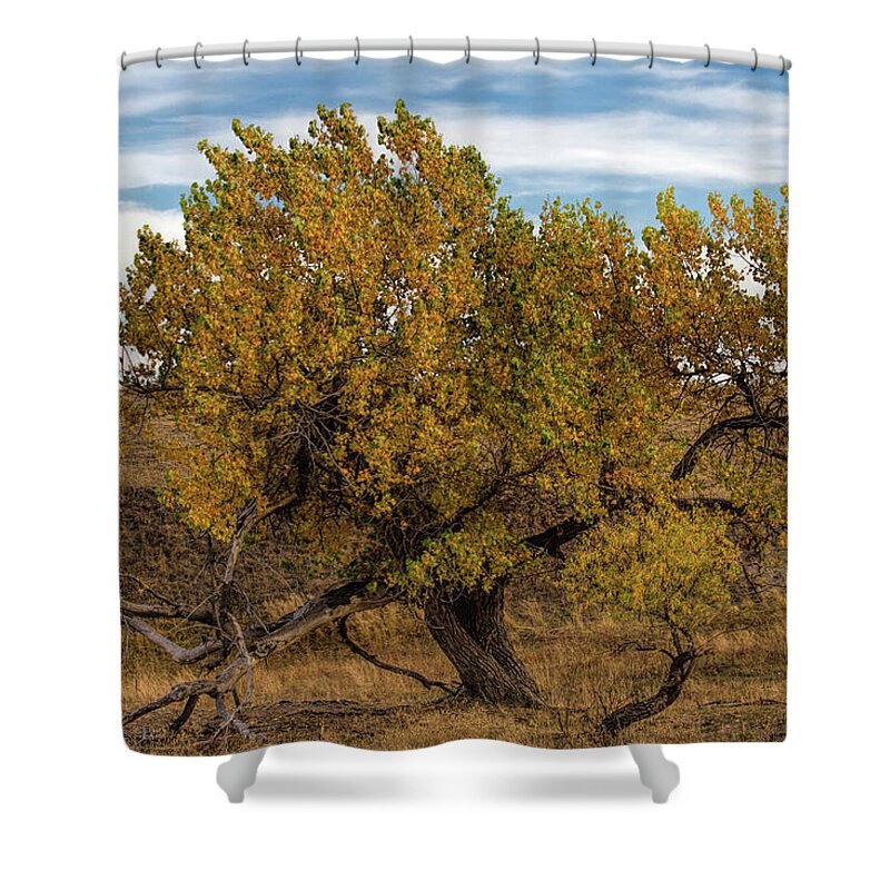 Tree Shower Curtain featuring the photograph In Autumn's Glory by Alana Thrower