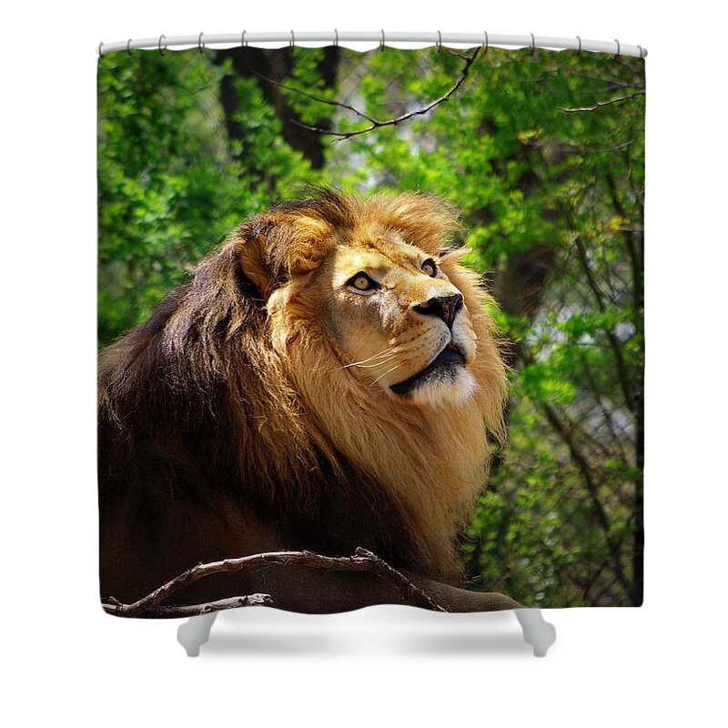 Lion Shower Curtain featuring the photograph In Awe of You by Linda Mishler