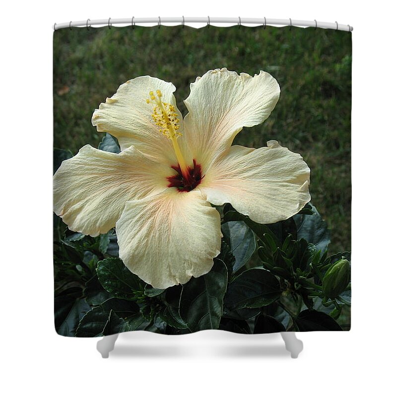Flowers Shower Curtain featuring the photograph In Bloom by Ed Smith