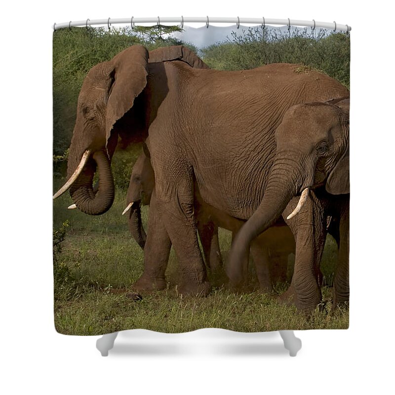 Elephantidae Loxodonta Africana Shower Curtain featuring the photograph In Close For The Evening-Signed by J L Woody Wooden