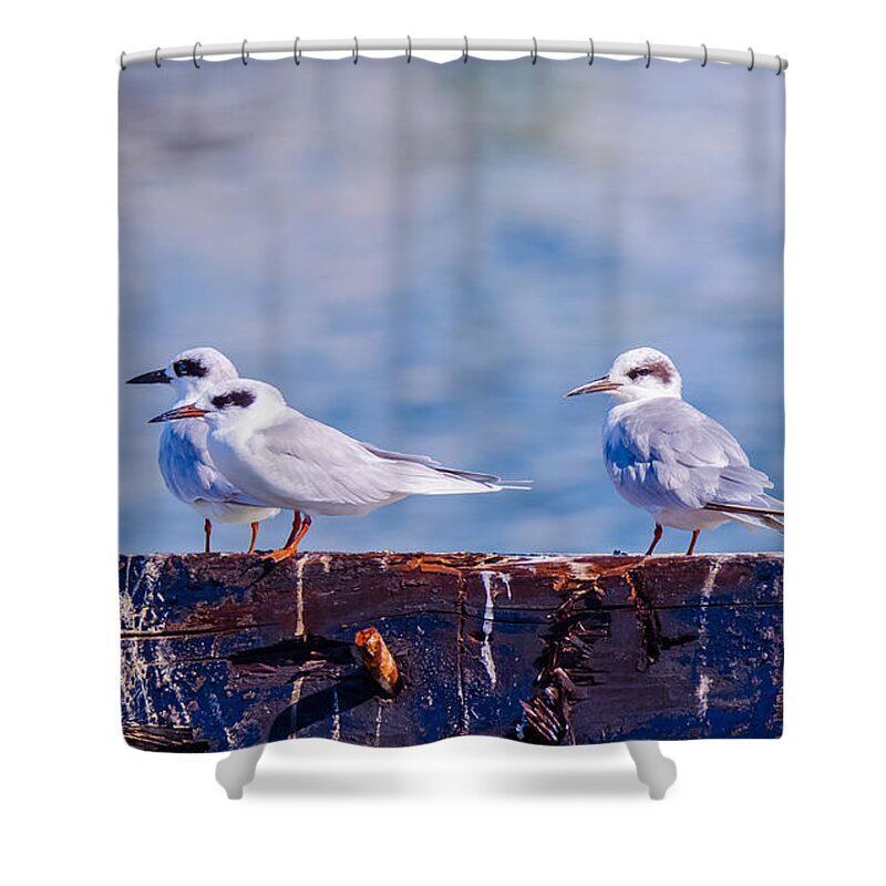 Bird Shower Curtain featuring the photograph In Everything Tern Tern Tern by Jeff at JSJ Photography