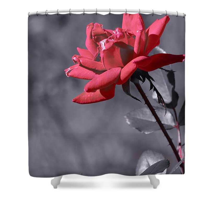 In Full Bloom 2 Shower Curtain featuring the photograph In Full Bloom 2 by Warren Thompson
