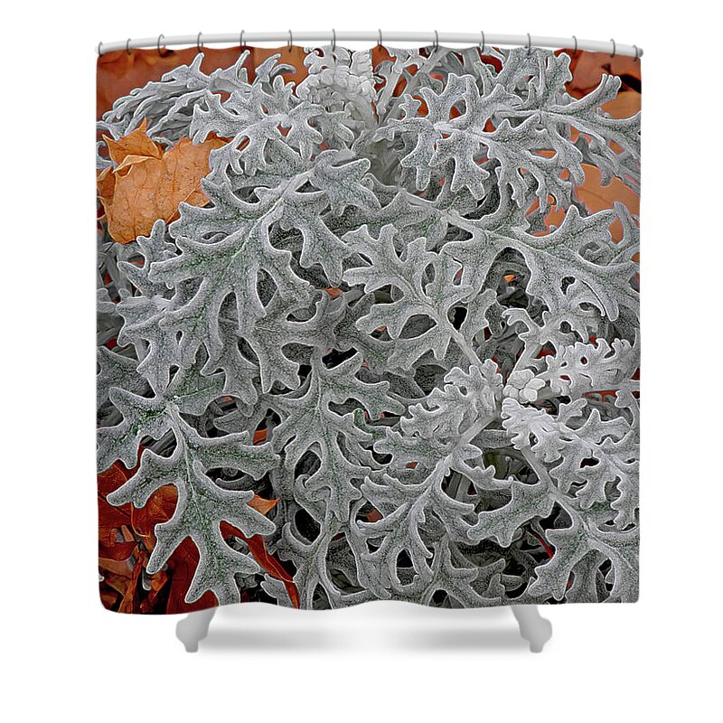 Patterns Shower Curtain featuring the photograph In Perfect Form by Lynda Lehmann