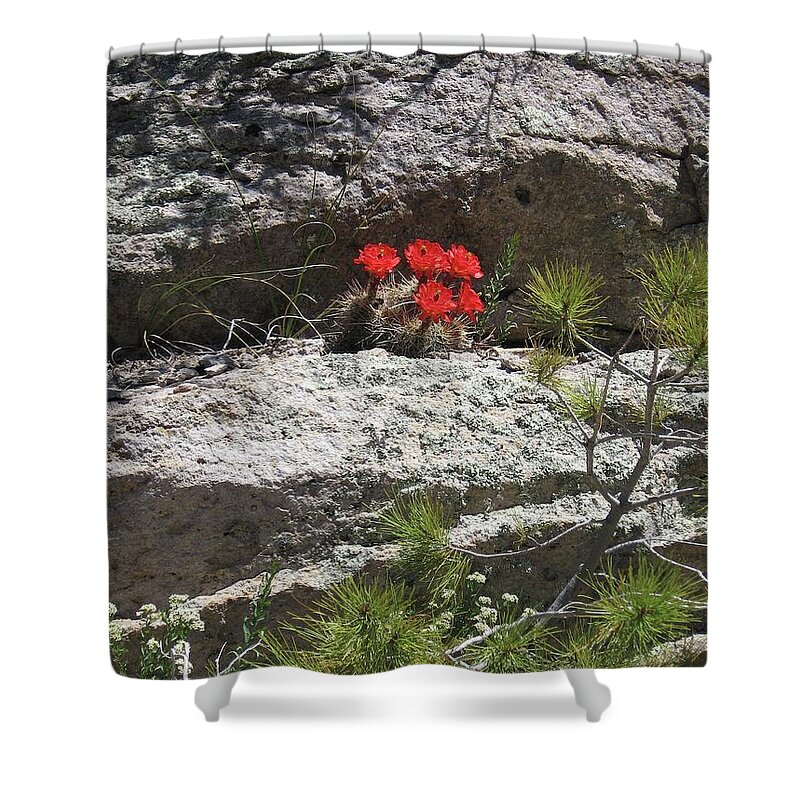Hedgehog Cactus Shower Curtain featuring the photograph In the Chiricahua Mountains by Judith Lauter