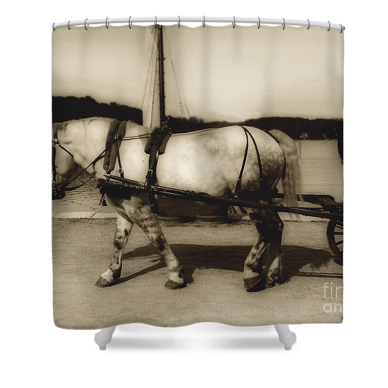 Horse Shower Curtain featuring the photograph In the Cool of the Evening by RC DeWinter