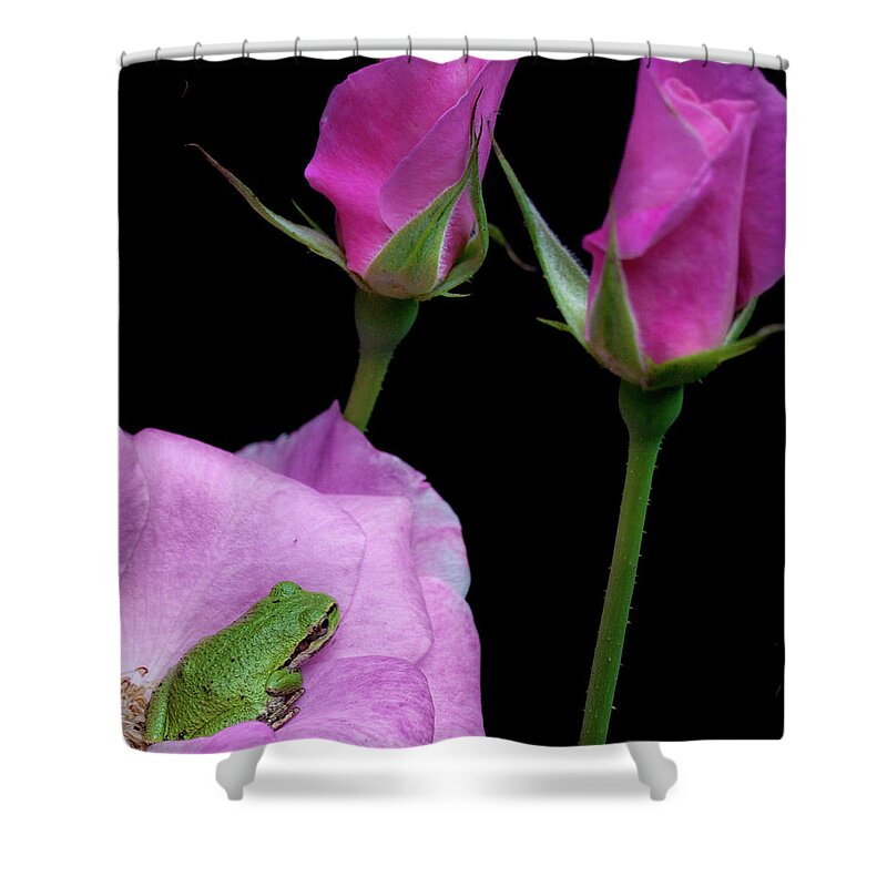 Frog Shower Curtain featuring the photograph Soft Pinks 2 by Marvin Mast