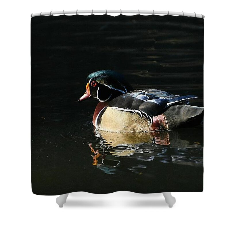 Wood Duck Shower Curtain featuring the photograph In The Spotlight by Fraida Gutovich