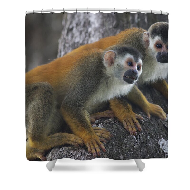 Spider Shower Curtain featuring the photograph In the Wild by Betsy Knapp
