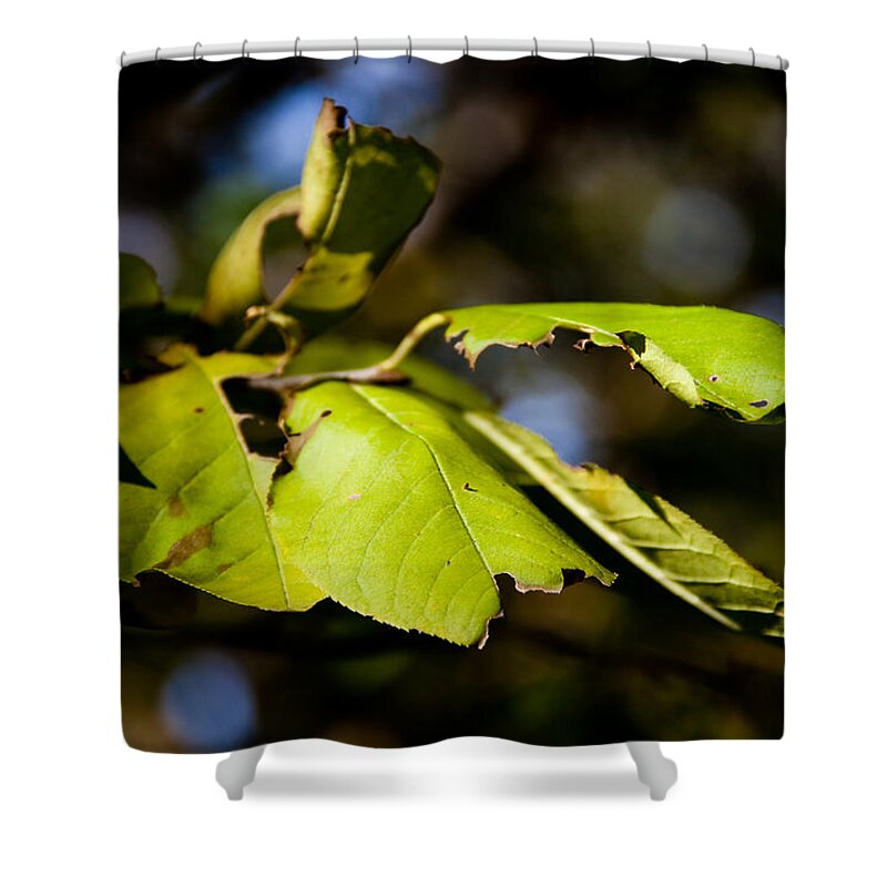 Leaf Shower Curtain featuring the photograph In the Woods by Bob Mintie