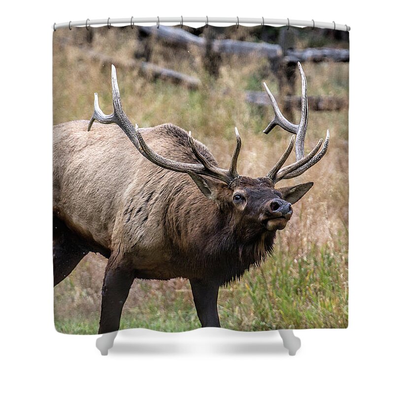 Bull Elk Shower Curtain featuring the photograph In this Corner by Jim Garrison