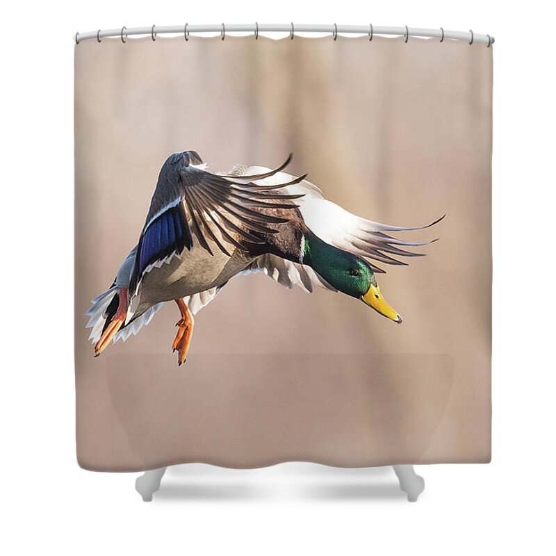 Mallard Shower Curtain featuring the photograph Incoming by Paul Freidlund