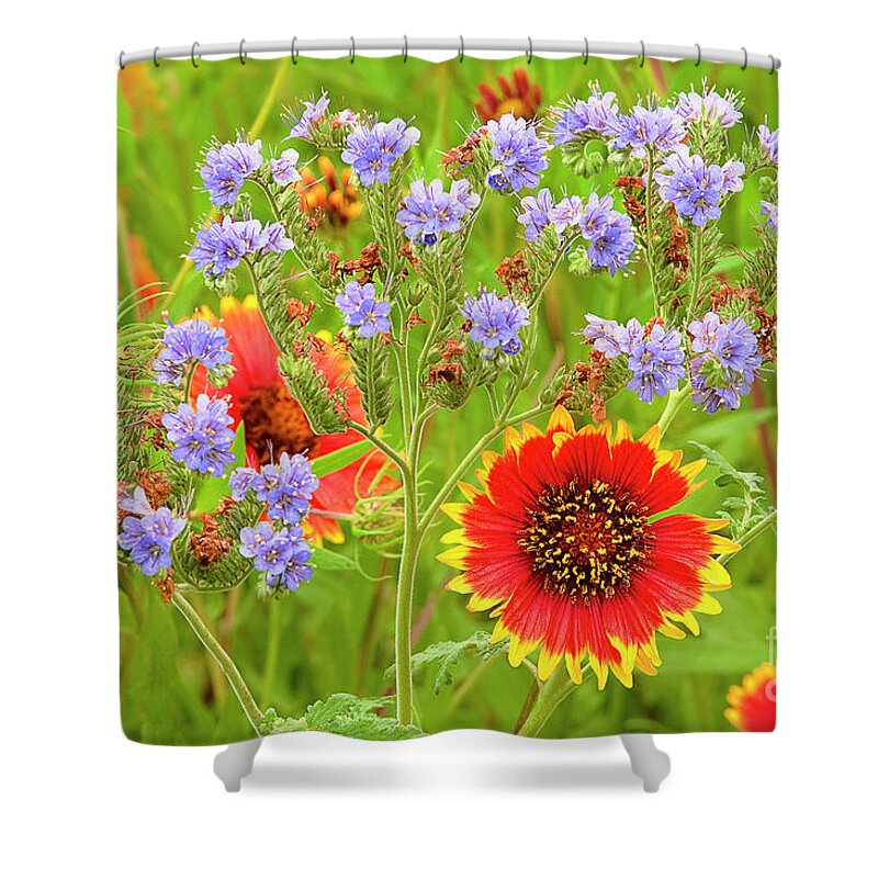 Blanketflowers Shower Curtain featuring the photograph Indian Blanketflowers Gaillardia Puchella by Dave Welling