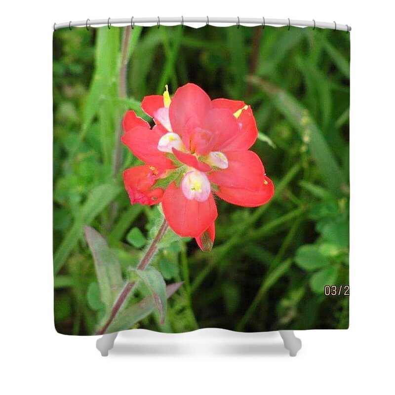 Texas Shower Curtain featuring the photograph Indian paint brush by Brittany Weigang