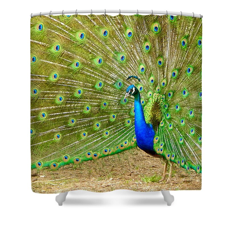 Photo Shower Curtain featuring the photograph Indian Peacock by Dan Miller