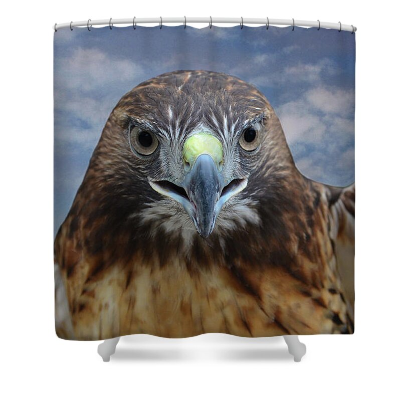 Red Tailed Hawk Shower Curtain featuring the photograph Inflight Frontal Red Tailed Hawk by Sandi OReilly