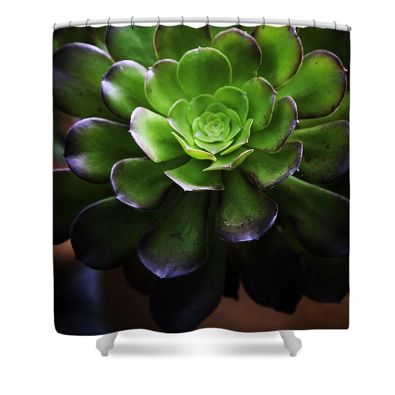 Cactus Shower Curtain featuring the photograph Inner Sanctum by Madeline Ellis