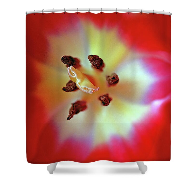 Tulip Shower Curtain featuring the photograph Inner Spirit by Bill Morgenstern