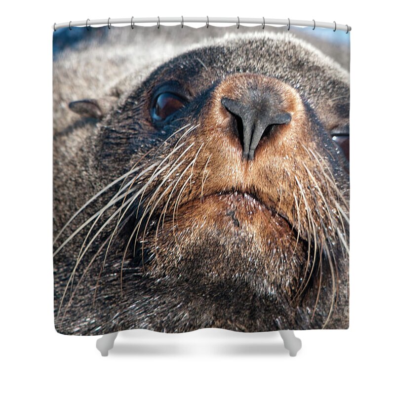 Seal Shower Curtain featuring the photograph Inquisitive by Werner Padarin