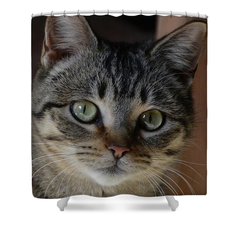 Cat Shower Curtain featuring the photograph Intensity by Deb Kimmett
