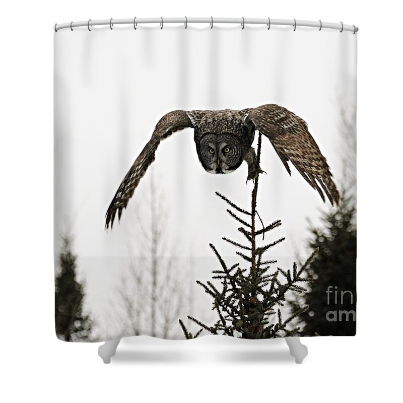 Photography Shower Curtain featuring the photograph Intent on His Prey by Larry Ricker