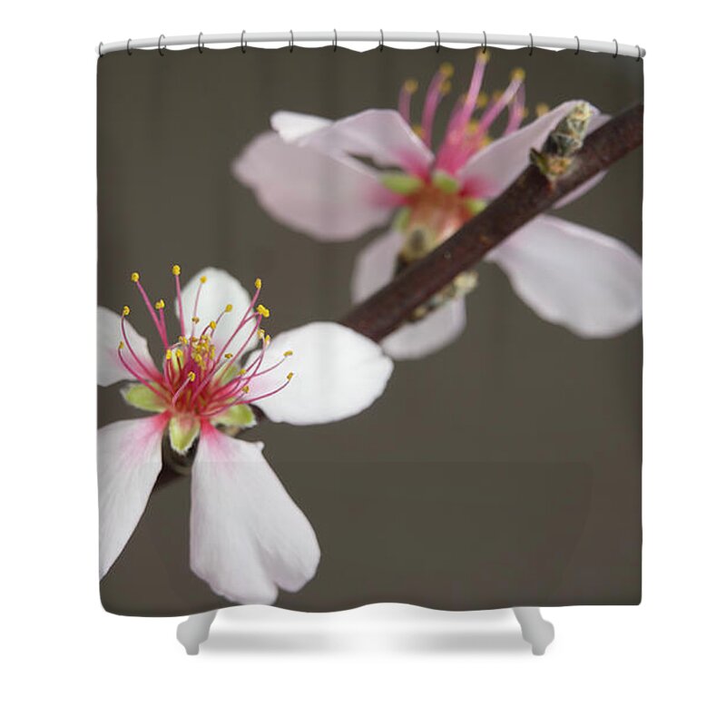 Blossom Shower Curtain featuring the photograph Intimacy by Elena Perelman