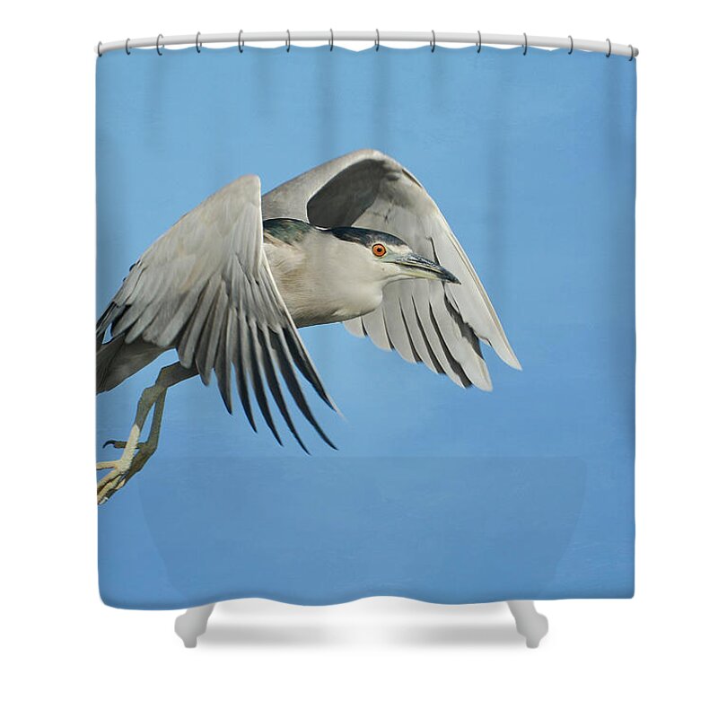 Black Crowned Night Heron Shower Curtain featuring the photograph Into The Blue by Fraida Gutovich