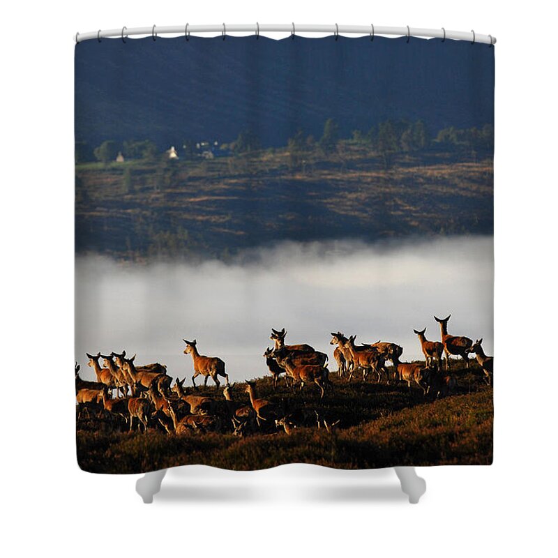 Red Deer Group Shower Curtain featuring the photograph Into the Mist by Gavin MacRae