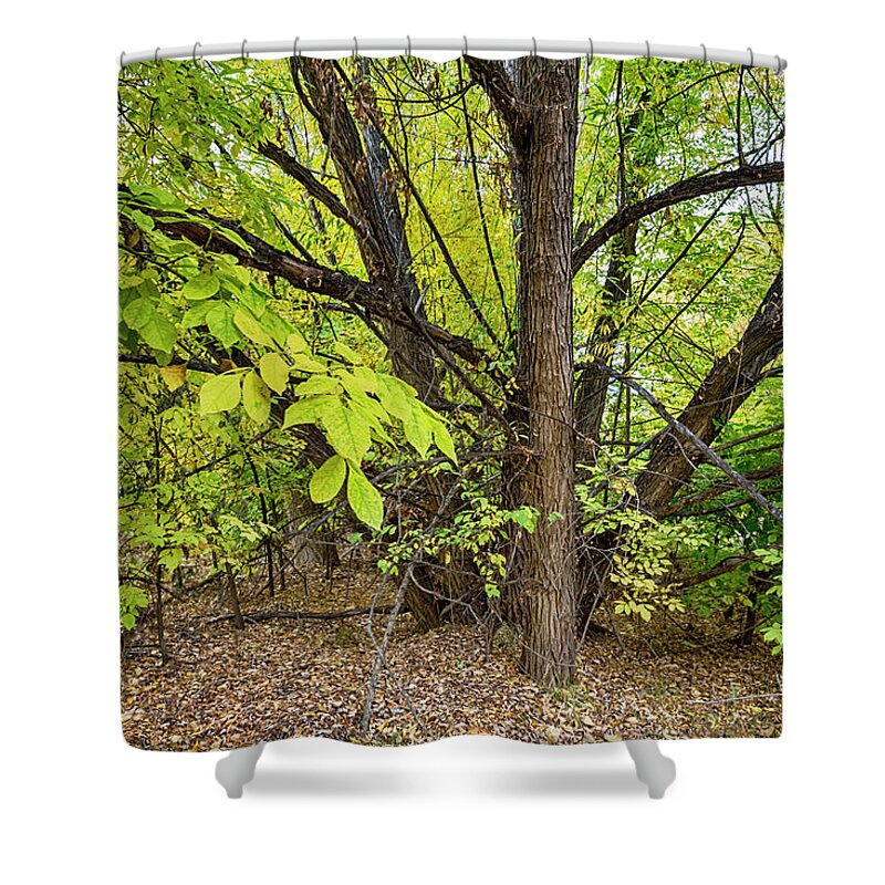Mountains Shower Curtain featuring the photograph Into The Woods by James BO Insogna