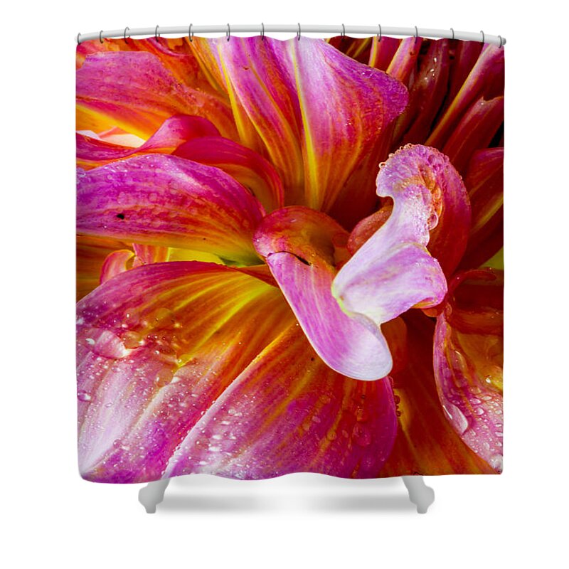 Bellingham Shower Curtain featuring the photograph Intricate Beauty by Judy Wright Lott
