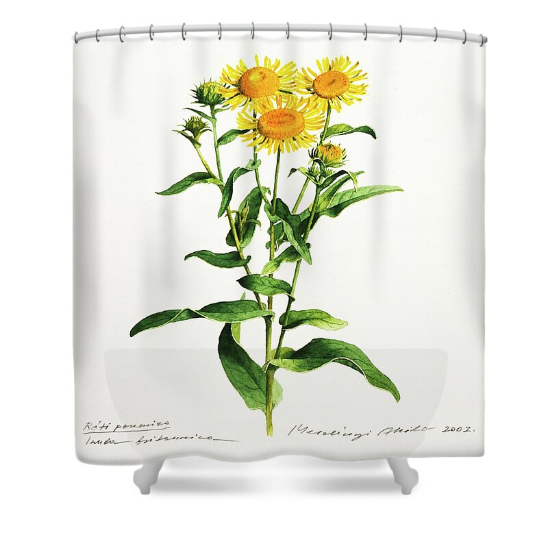 Inula Shower Curtain featuring the painting Inula by Attila Meszlenyi