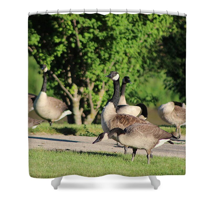 Canadian Geese Shower Curtain featuring the photograph Invasion from Canada Canadian Geese by Colleen Cornelius