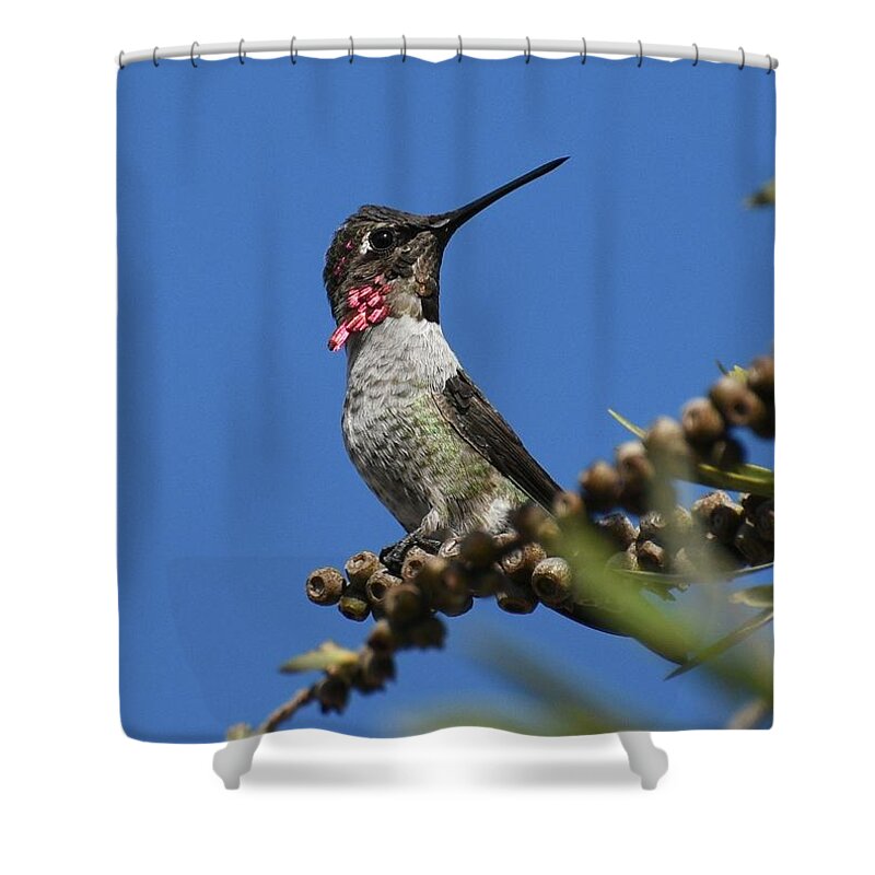 Annas Hummingbird Shower Curtain featuring the photograph Iridescent Anna by Fraida Gutovich