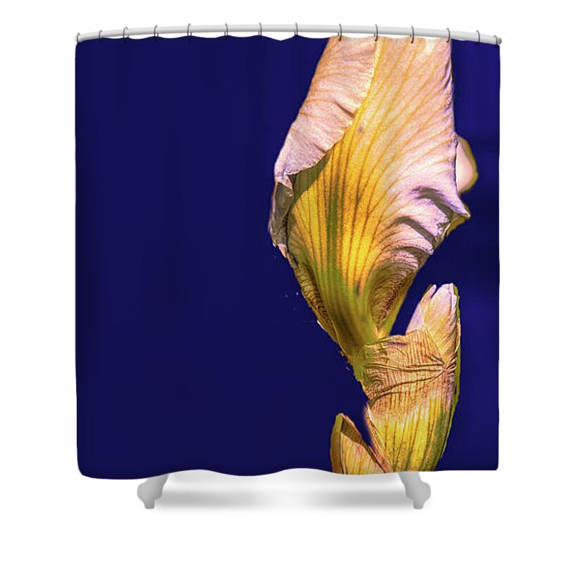 Yellow Shower Curtain featuring the photograph Iris beginning to bloom #g0 by Leif Sohlman