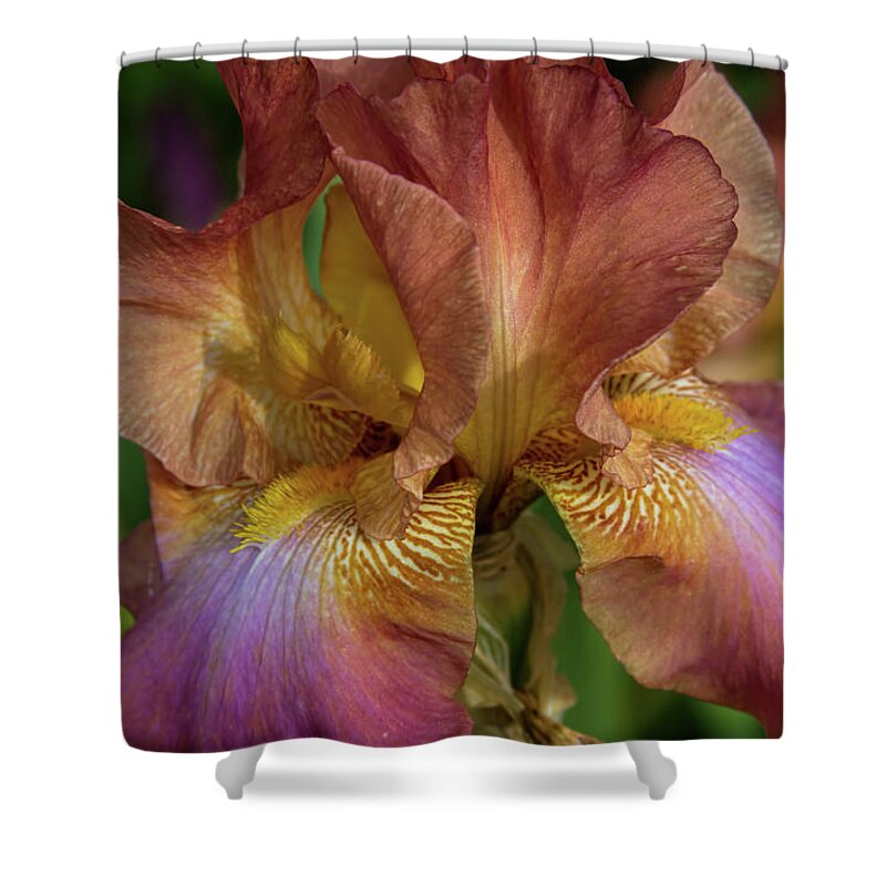 Botanical Shower Curtain featuring the photograph Iris Dreams by Alana Thrower